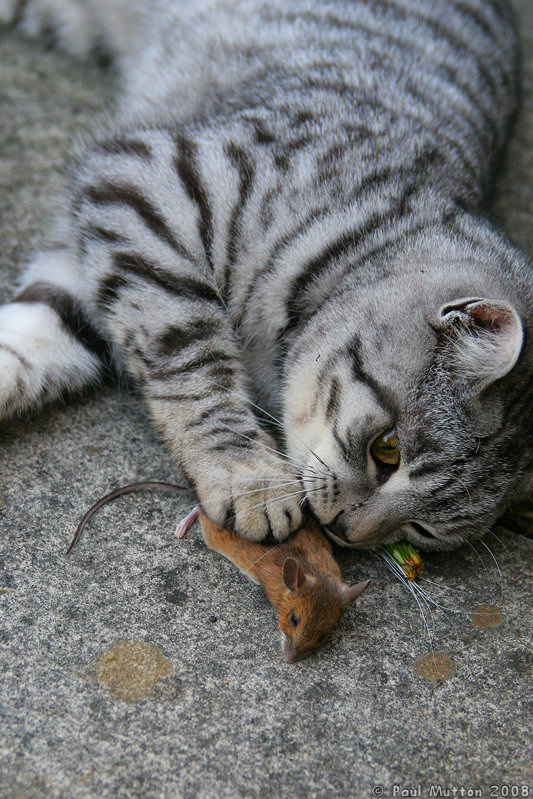 IMG 4939 Cat playing with a mouse